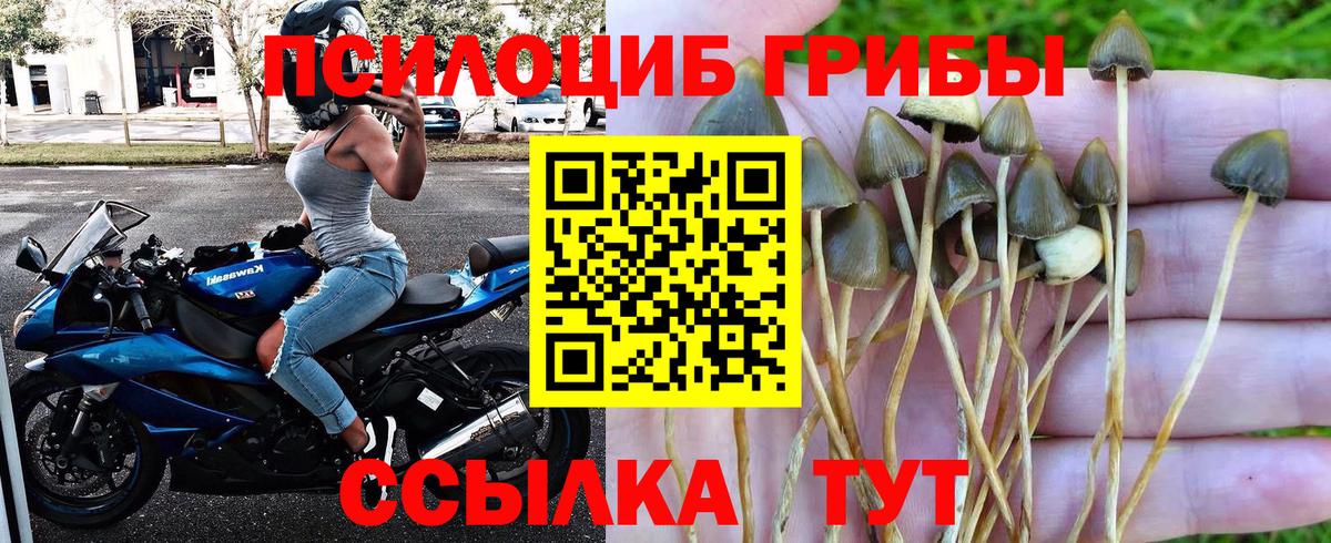 Гусев  Галлюциногенные грибы Psilocybine cubensis  Галлюциногенные грибы Psilocybine cubensis  магазин продажи   Вход с VPN 